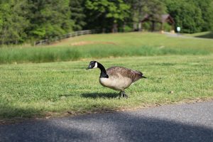 photo of canadian goose